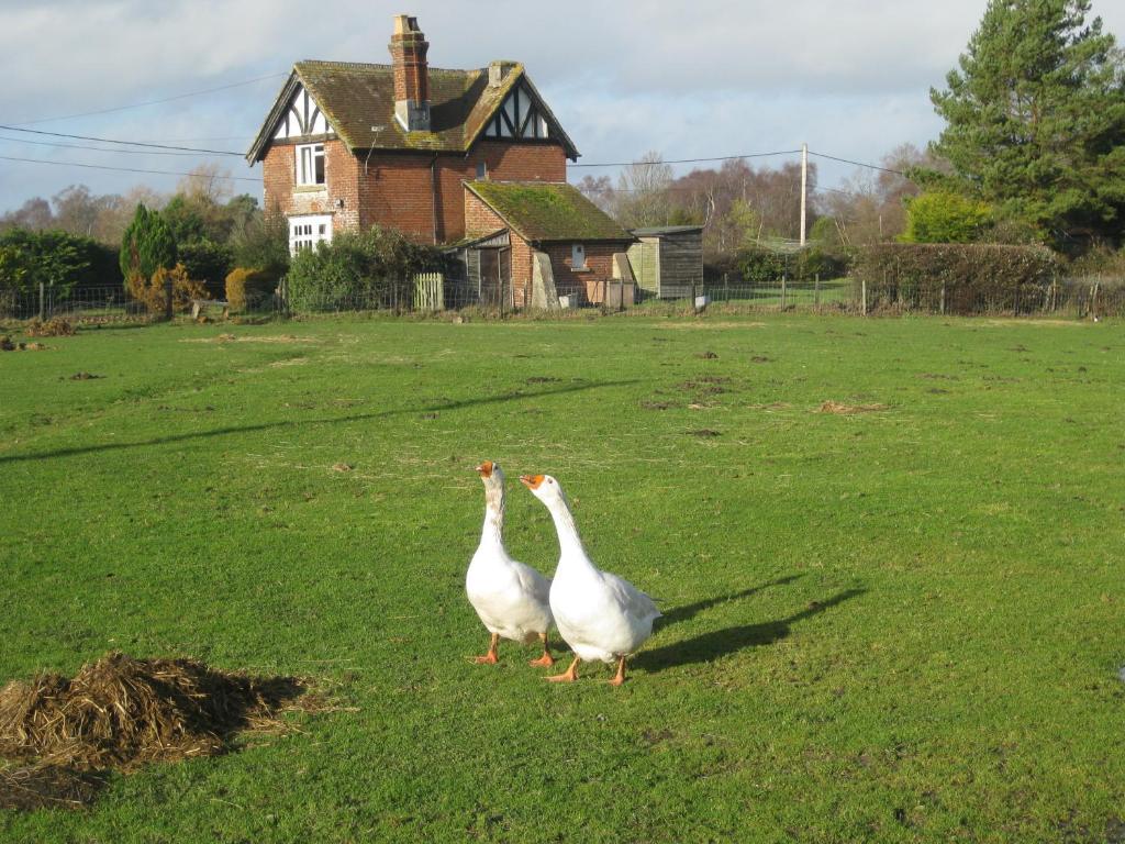 Whitemoor House B&B Lyndhurst Dış mekan fotoğraf